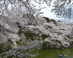 桜１